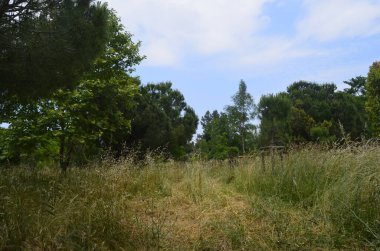 Mavi Gök, Ağaçlar ve Sarı Çimen. İstanbul, Türkiye. 