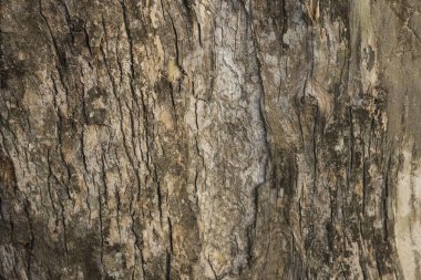 Gerçekçi ağaç kabuğu arkaplan dokusu, ağaçtan pürüzsüz doku