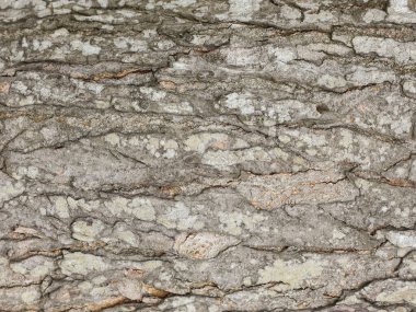 Gerçekçi ağaç kabuğu arkaplan dokusu, ağaçtan pürüzsüz doku