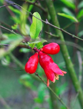 Olgun kırmızı nar meyveleri ağaçtan yakından bakınca yetişir.