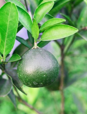 İzole edilmiş Ağaçtaki Yeşil Lime