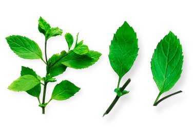 Yeşil nane yaprağı beyaza izole edilmiş. Taze yeşil nane yaprağı. Yeşil Nane Kırpma Yolu.