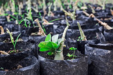 Çöl Gülü olarak bilinen Adenyum Obesum bir kreşte büyüdü.