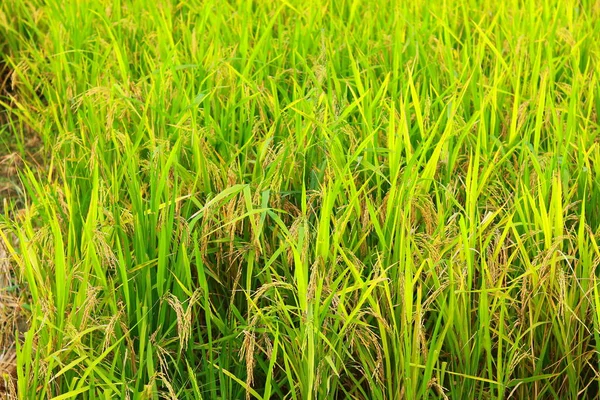 Zralé Rýžové Pole Před Sklizní Zralá Neloupaná Rýže Pěstovaná Rýžovém — Stock fotografie