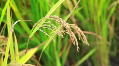 Paddy altın pirinç tarlaları, Paddy pirinç ekinleri hasat için, sarı çeltik pirinç tarlası