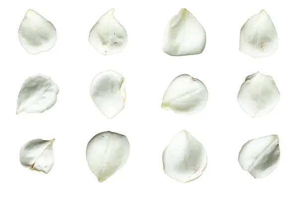 Zole Edilmiş Beyaz Bir Zemin Üzerinde Beyaz Gül Yaprağı — Stok fotoğraf