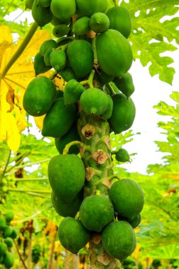 Papaya ağacında yetişen bir sürü yeşil papaya, Bahçedeki Papaya meyveleri