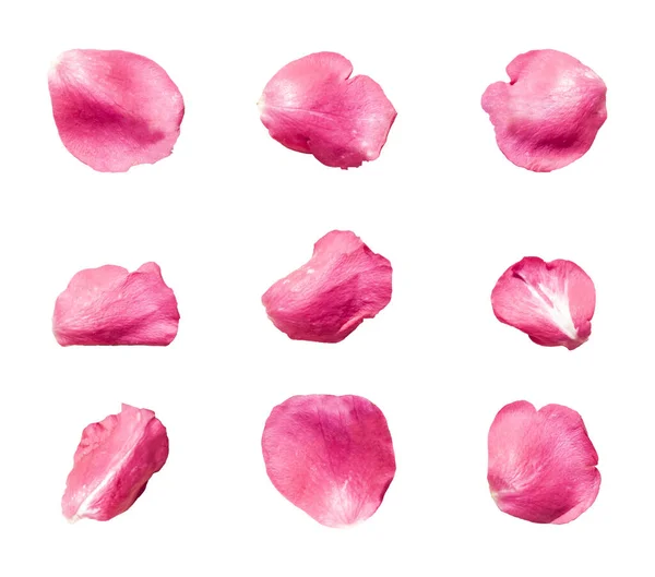 Conjunto Pétalas Rosa Puro Cor Rosa Fundo Branco Elementos Florais — Fotografia de Stock