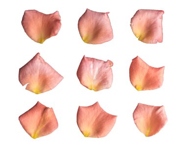 Beyaz arka planda yalıtılmış gül yaprakları beyaz arka planda izole edilmiş gül yaprakları.