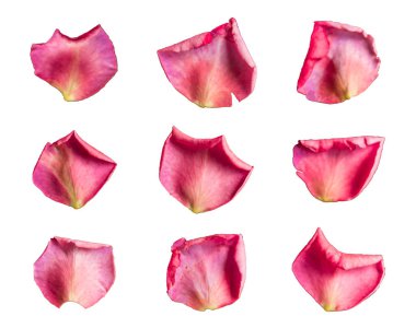 İzole edilmiş beyaz bir zemin üzerinde 9 mor gül yaprağı kümesi
