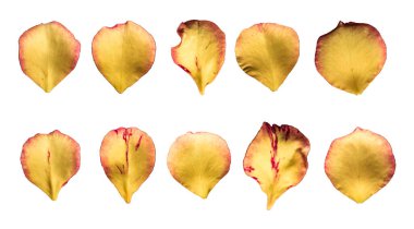 İzole edilmiş beyaz arka planda 10 sarı gül yaprağı.