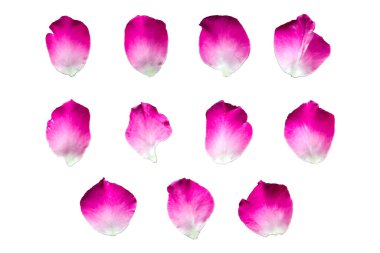 Beyaz arkaplanda veya şeffaf arkaplanda 11 pembe gül yaprağı kümesi