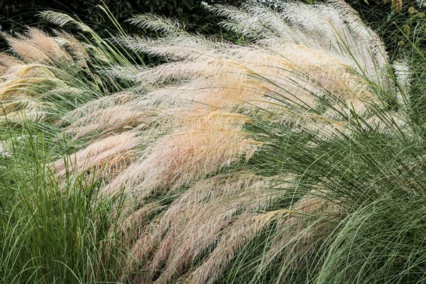 Grass Stipa Ichu Peruvian Feather Grass Field Chinese Silver Grass — Stock Photo, Image