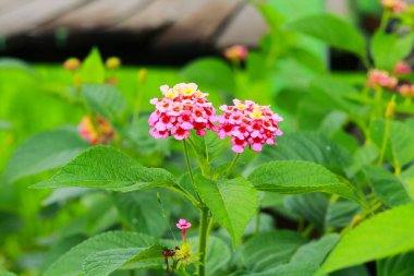 Güzel Çiçeklerin Arkaplanı, Pembe Sarı Lantana Bahçede, Landana Çiçeği Arkaplanı