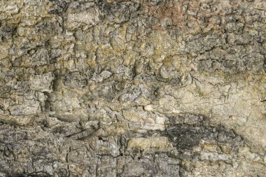 Gerçekçi ağaç kabuğu arkaplan dokusu, ağaçtan pürüzsüz doku