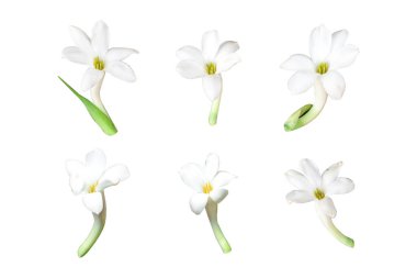 Beyaz arka planda izole edilmiş beyaz tüberoz ya da Rajnigandha çiçekleri. Kırpma yolu dahil