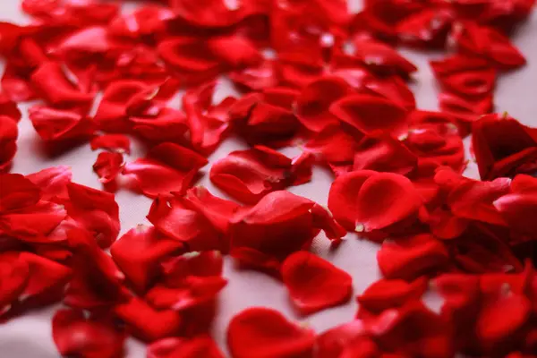 Red rose petals are a romantic background for wedding design, Red rose petals background