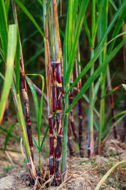 Tarladaki şeker kamışı tarlası. Şeker kamışı ekimi.