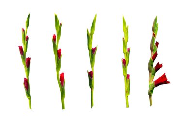 Kırmızıgladiolus çiçek koleksiyonu kırpma yolu içeren beyaz bir arkaplanda izole edildi