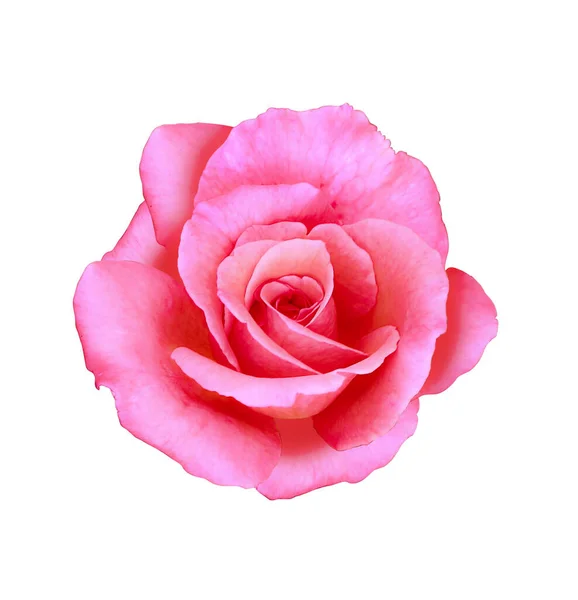 Vacker Rosa Ros Blomma Isolerad Vit Bakgrund Klippbana Ingår Makrofotografering — Stockfoto