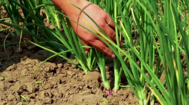 Çiftçi tarafından hasat edilen taze soğanlar