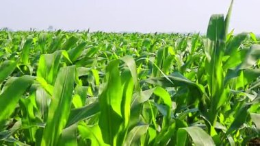 Genç bir mısır tarlasının kenarında, Cornfield yaprakları rüzgarda sallanıyor