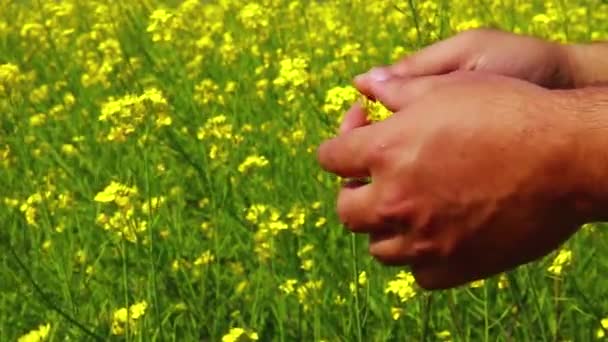 Samiec Rolnika Trzyma Sprawdza Kwiaty Musztardy Ręki Samca Rolnika Skupienie — Wideo stockowe