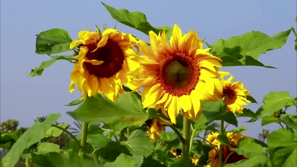Floarea Soarelui Câmp Împușcătură Aproape Floarea Soarelui Într Câmp Floarea — Videoclip de stoc