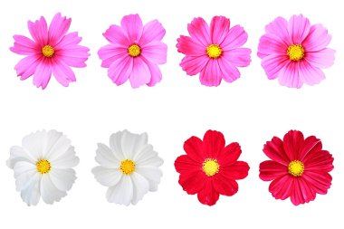 Kozmos çiçekleri, kırpma yolu olan beyaz bir arka planda izole edilmiştir. Üst görünüm.