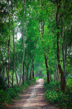 Bangladeş 'te, her iki tarafında yeşil ağaçlar olan ormanda yol.