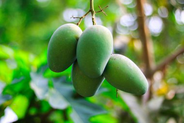 Bahçedeki ağaçta doğal bir geçmişi olan mango meyvesi..