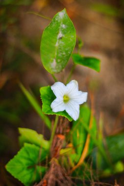 Bahçede yerde beyaz çiçek. Seçici odak.