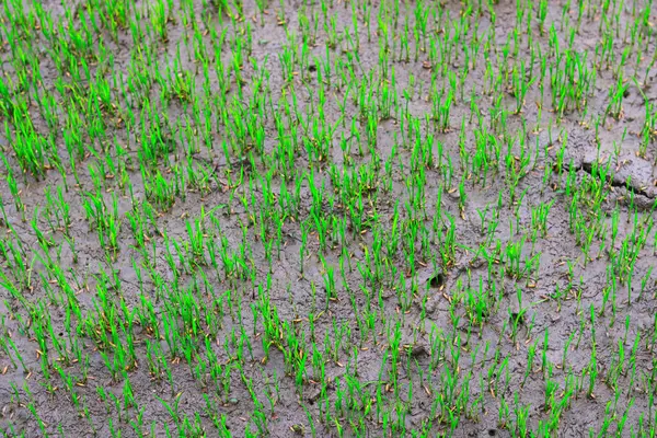 Tarlada pirinç fideleri. Tarladaki pirinç fidelerinin yakın çekimi.
