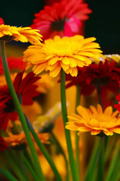 Vazoda Gerbera çiçekleri, fotoğrafın yakın çekimi.