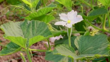 Kabak şişesi asması tarlada yetişiyor.