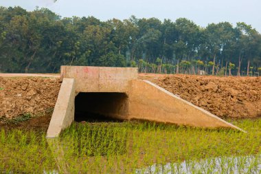 Concrete drainage pipe in rice field with paddy field background. clipart