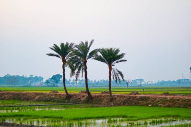 Gün batımında pirinç tarlasında meyve ağaçları, doğal arka plan.