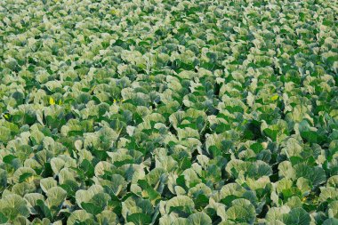 Lahana tarlası. Yeşil lahana bitkisi. Lahana alanı arkaplanı.