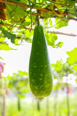 Sebze bahçesindeki şişe kabağı, Bangladeş, Asya.