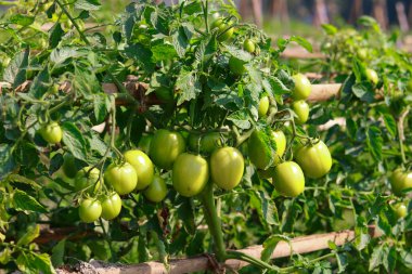 sebze bahçesinde yeşil domates