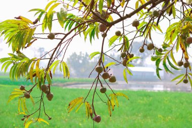 Annona meyveleri bahçedeki bir ağacın dallarında.