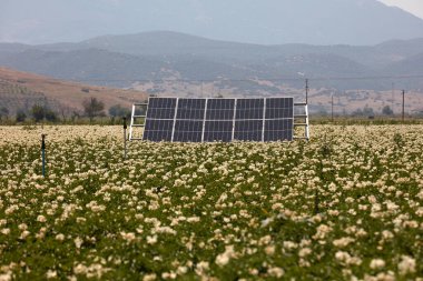 A cotton field irrigated with solar energy in Turkey. A large area where cotton is grown. Growing crops with cottons and renewable energy in a field on a sunny day. Solar powered irrigation system. clipart