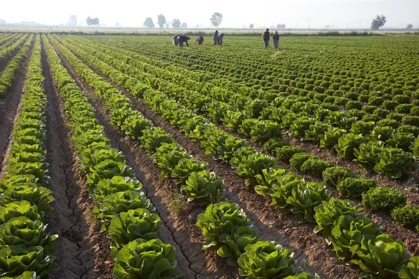 Ein Salatfeld Der Türkei Ein Großes Feld Auf Dem Salat — Stockfoto