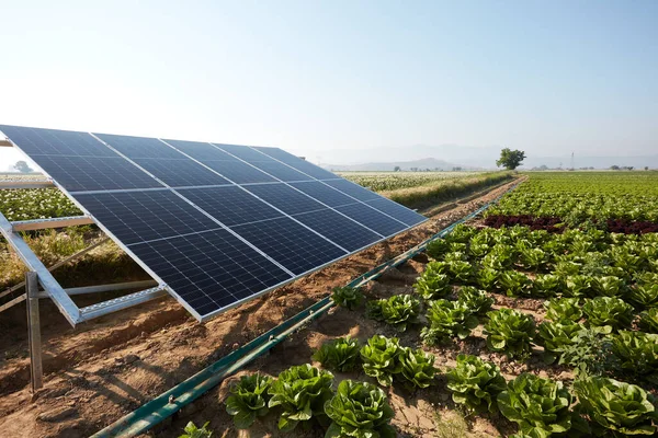 A lettuce field irrigated with solar energy in Turkey. A large area where lettuce is grown. Growing crops with rows of lettuce and renewable energy in a field on a sunny day.