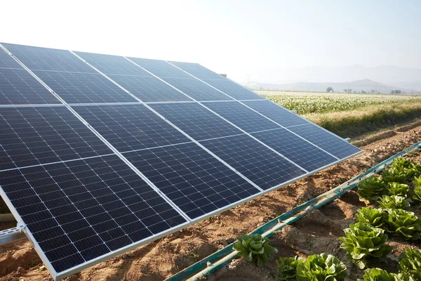A lettuce field irrigated with solar energy in Turkey. A large area where lettuce is grown. Growing crops with rows of lettuce and renewable energy in a field on a sunny day.