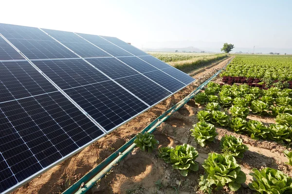 A lettuce field irrigated with solar energy in Turkey. A large area where lettuce is grown. Growing crops with rows of lettuce and renewable energy in a field on a sunny day.