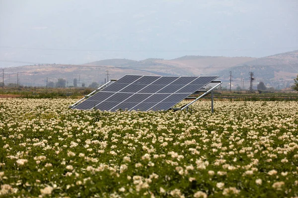 stock image A cotton field irrigated with solar energy in Turkey. A large area where cotton is grown. Growing crops with cottons and renewable energy in a field on a sunny day. Solar powered irrigation system.