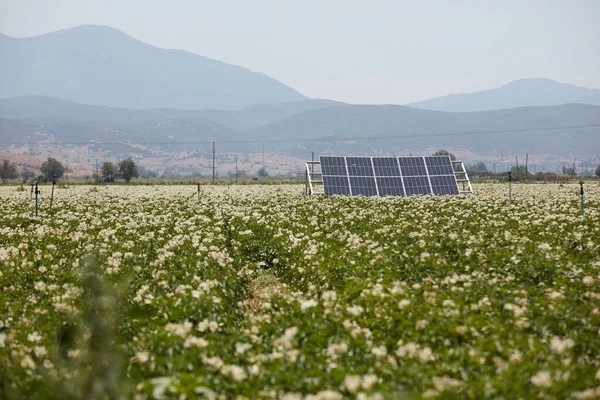 stock image A cotton field irrigated with solar energy in Turkey. A large area where cotton is grown. Growing crops with cottons and renewable energy in a field on a sunny day. Solar powered irrigation system.