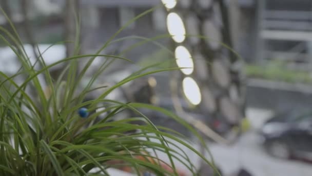 在房子窗前看太阳的花 室内植物 植物护理概念 — 图库视频影像