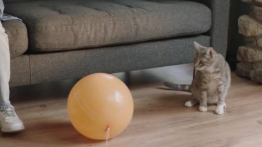 Kedisini balonuyla eğlendiren bir çocuğun yakın çekimi. Kedi Sevgililer Günü. Çocuk evde kedisiyle balon oyunu oynuyor..